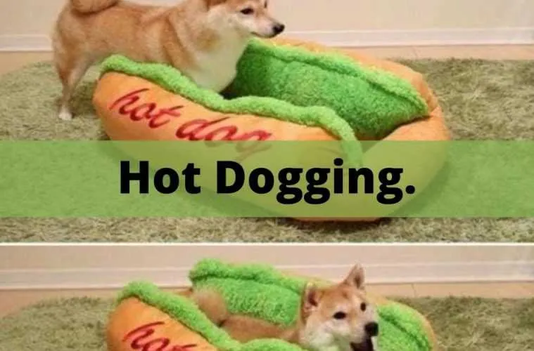 Top 10 Best Pet Product