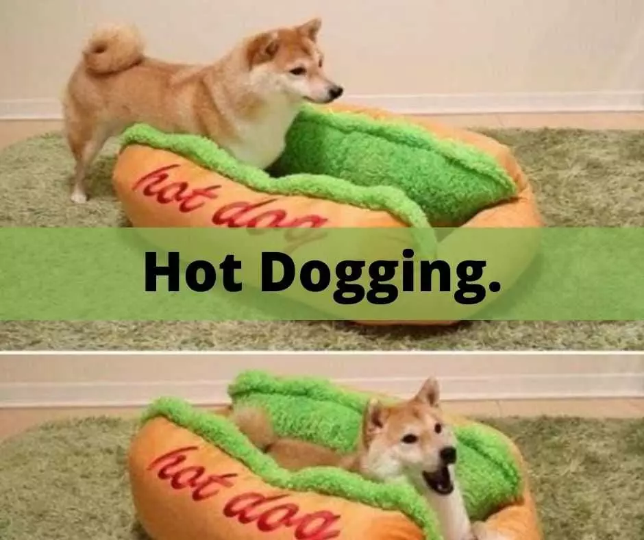 Hilarious Pet Memes  Just Hotdogging It