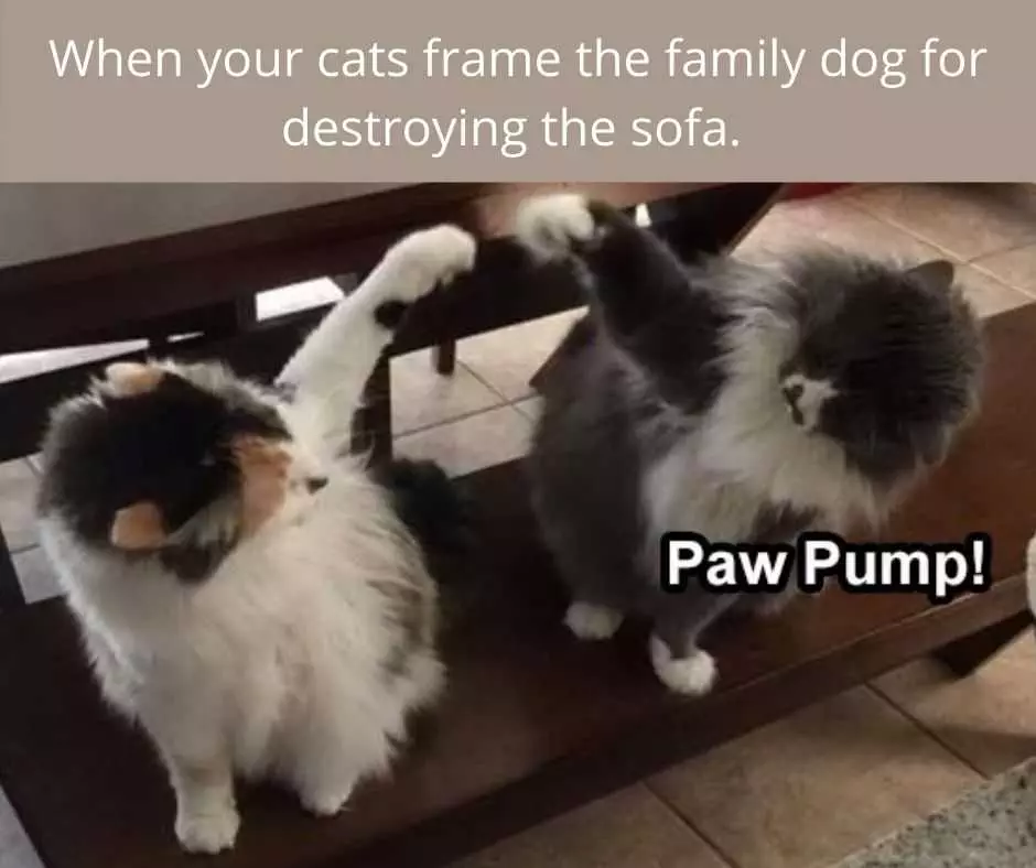 Hilarious Pet Memes  Team Work
