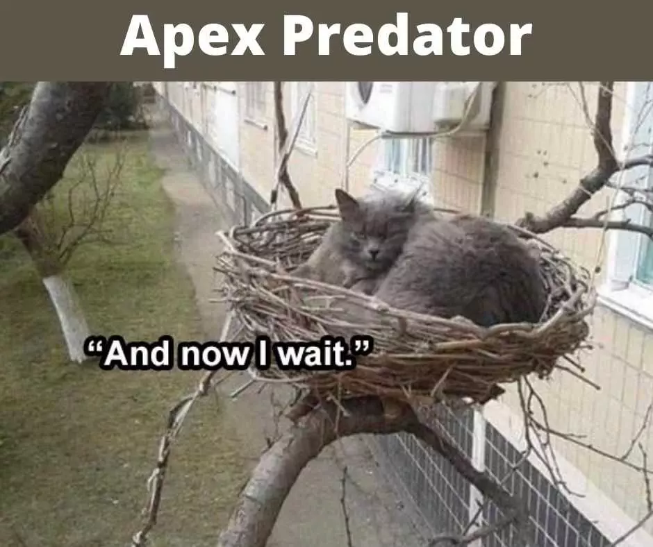 Hilarious Cat Memes  Apex Predator