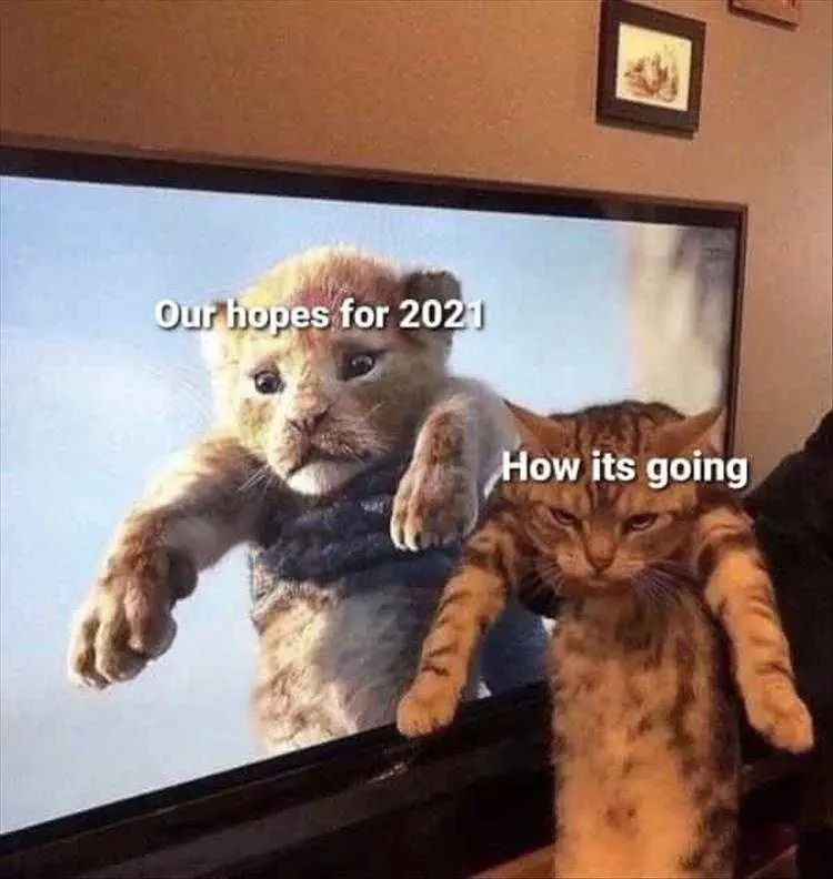 Most Hilarious Animal Memes  2021 Hopes