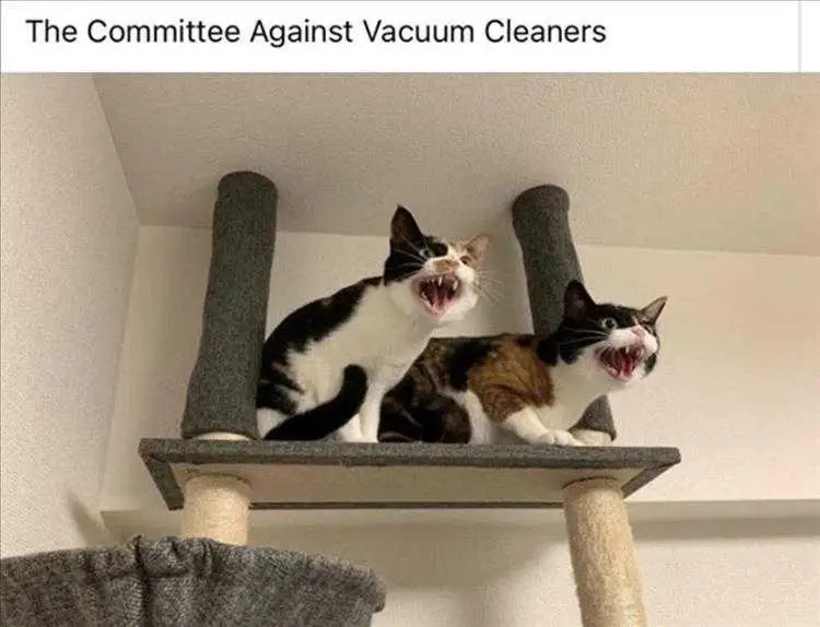 Most Hilarious Animal Memes Sanctuary Sanctuary