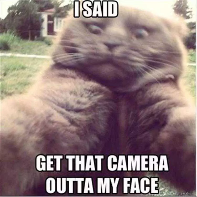 Most Hilarious Pet Memes  Animals Against Selfies