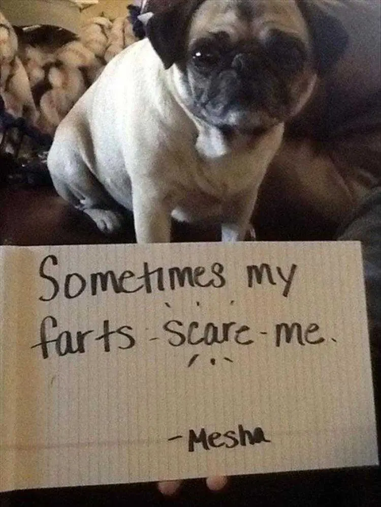 Most Hilarious Pet Shaming Memes Fart Shaming