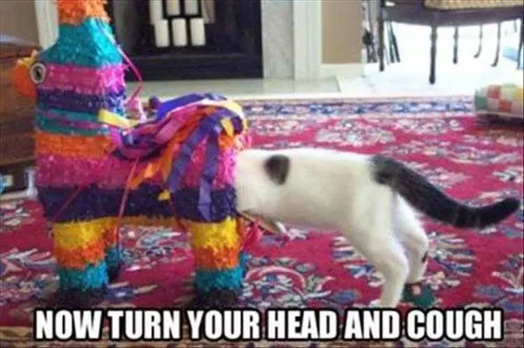 Most Hilarious Animal Memes  Cat Proctologist In Training