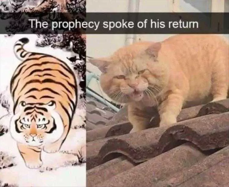 Most Hilarious Animal Memes  Prophecy Cat
