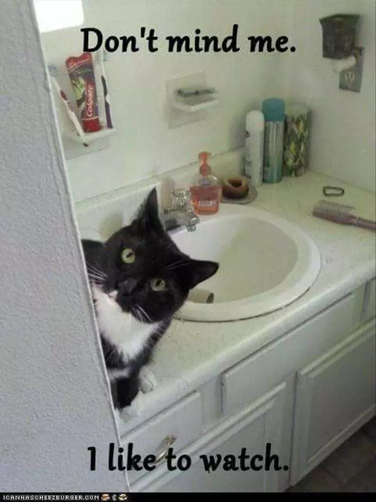 Funny Cats And Dogs Pictures  Peeping Tom