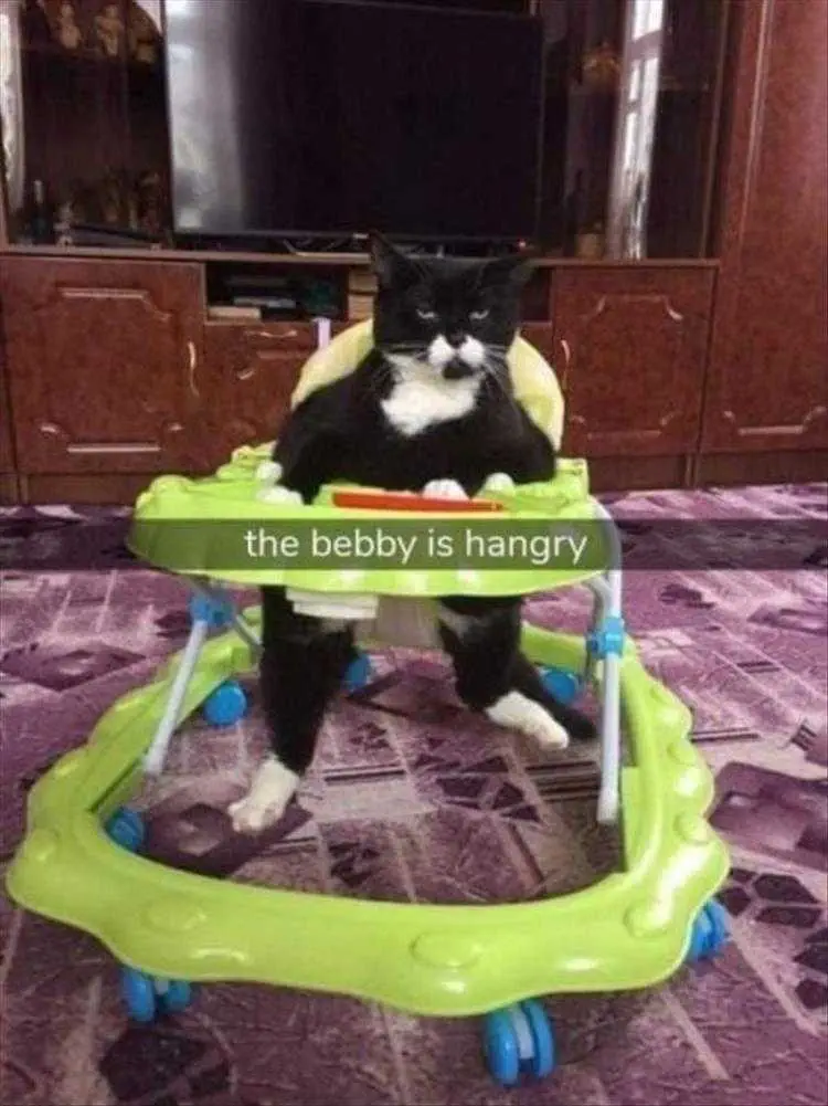 Lol Cats Hangry