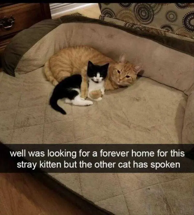Lol Cats We're Keeping Him