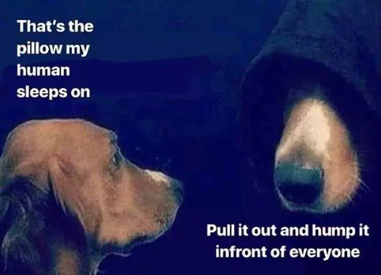 Lol Dogs Dark Side