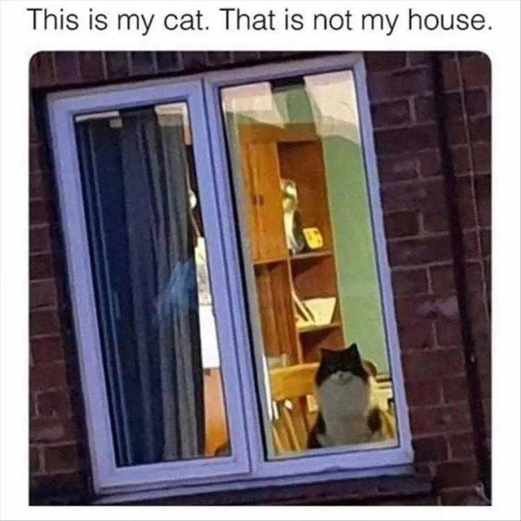 Lol Cats Traitor