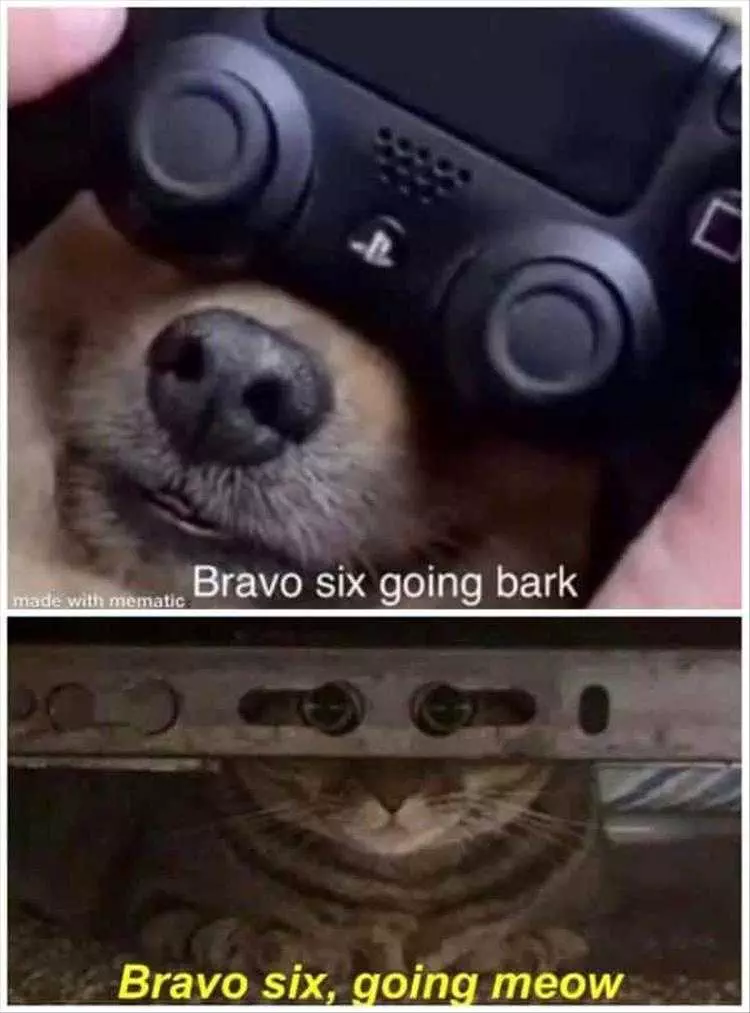Top 24 Funny Animal Memes Of The Day_600Ae859D542A.jpeg Funny Pictures Of Animals Bravo Six