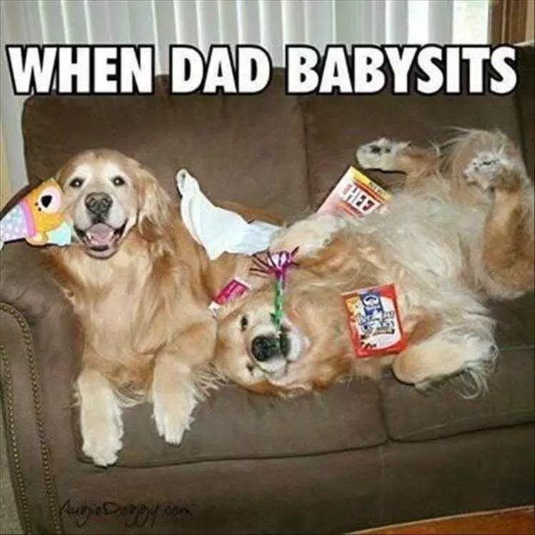 Funny Pictures Of Animals  Gone To The Dogs