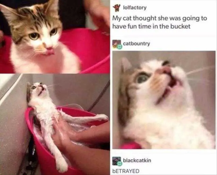 Funny Dogs And Cats Pictures Look Of Betrayal