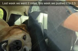Funny Dogs And Cats Pictures  2.5 Miles To Couch