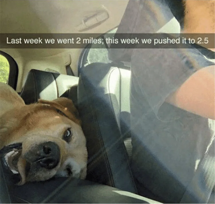 Funny Dogs And Cats Pictures Pushing Limits