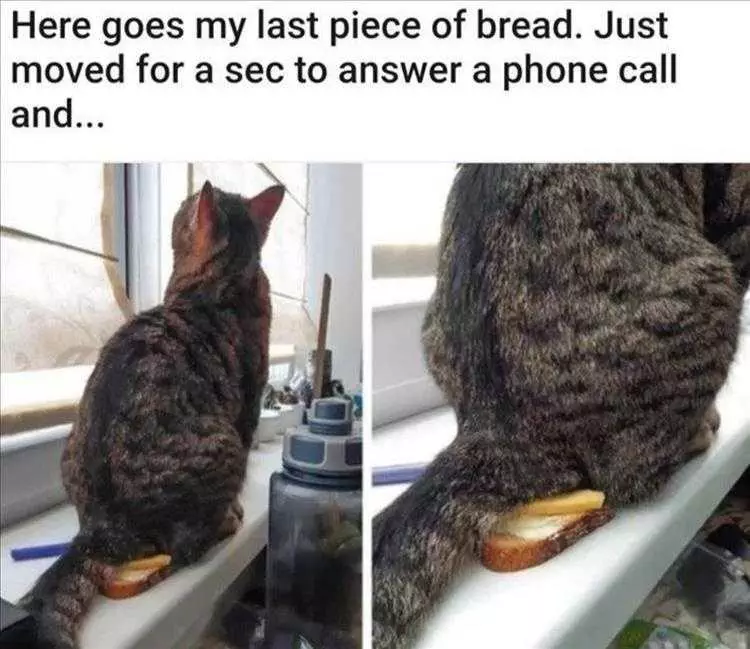Funny Animal Photos With Captions  No Bread For You
