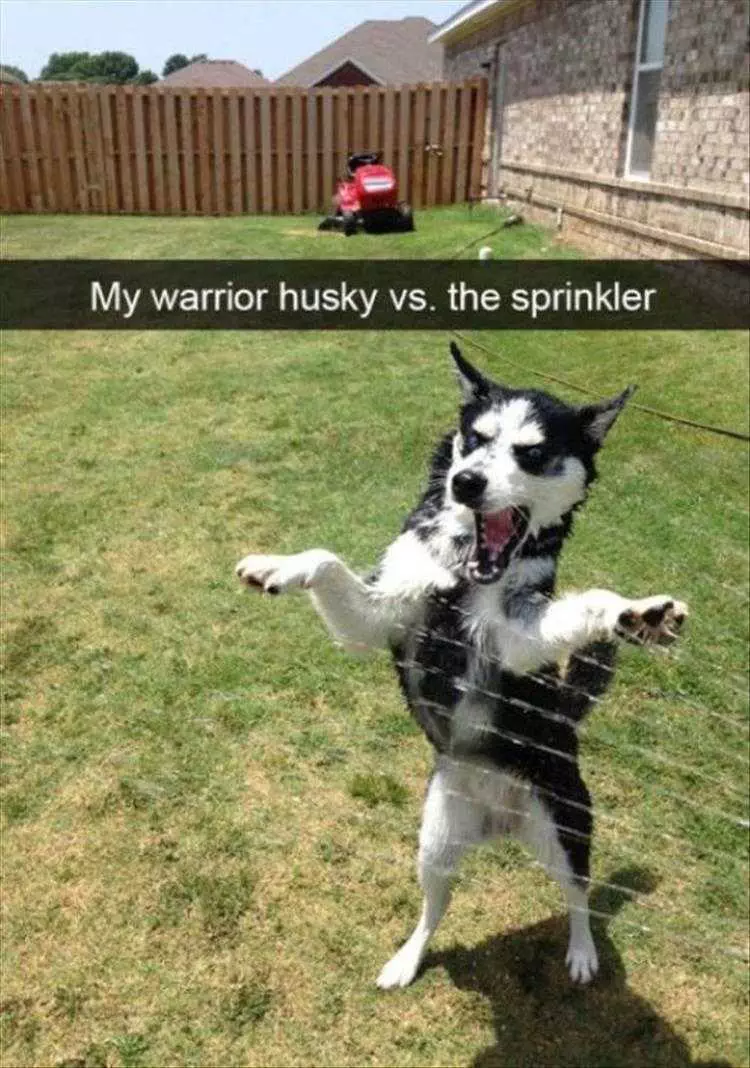 Funny Animal Photos With Captions I Will End This Sorcery