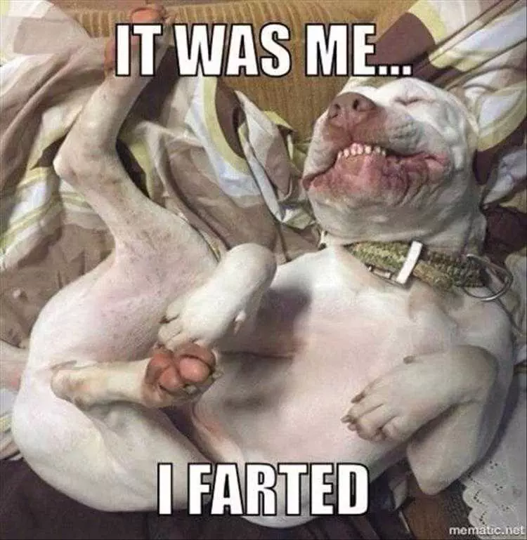 Funny Animal Photos With Captions  Owning It