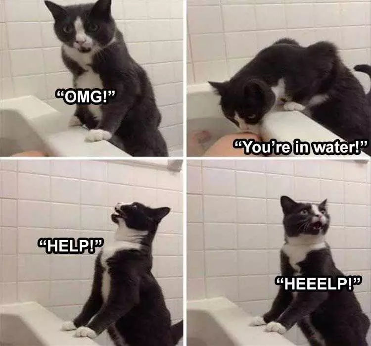 Comical Animal Pics  Cat Help