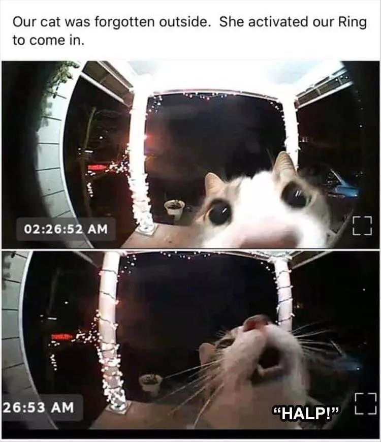 Comical Animal Pics  Cat And Doorbells