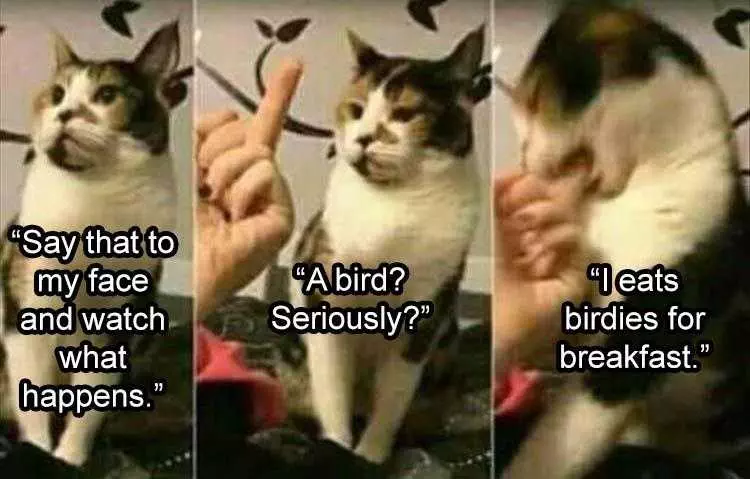 Funny Pictures With Animals  Watch Where You Stick That Bird