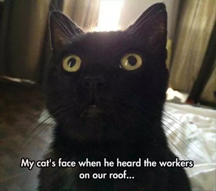 Funny Pictures Of Animals  There'S Something On The Roof
