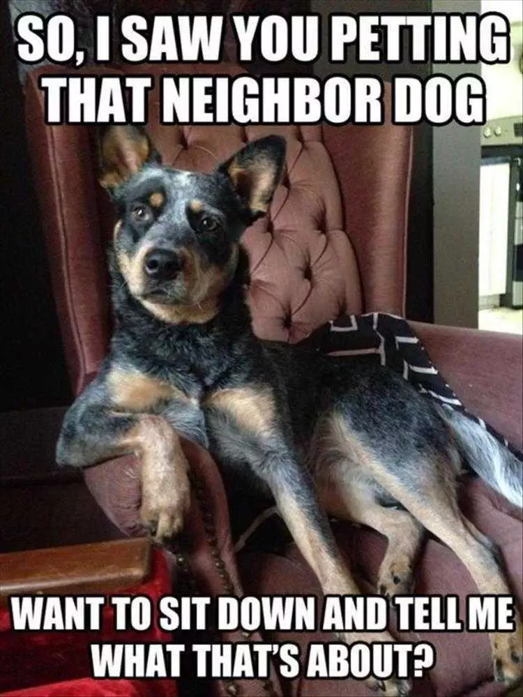 Funny Pictures With Animals  Coveting Thy Neighbors Dog