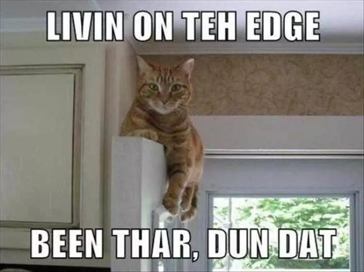 Super Funny Animal Photos Story Of My Life
