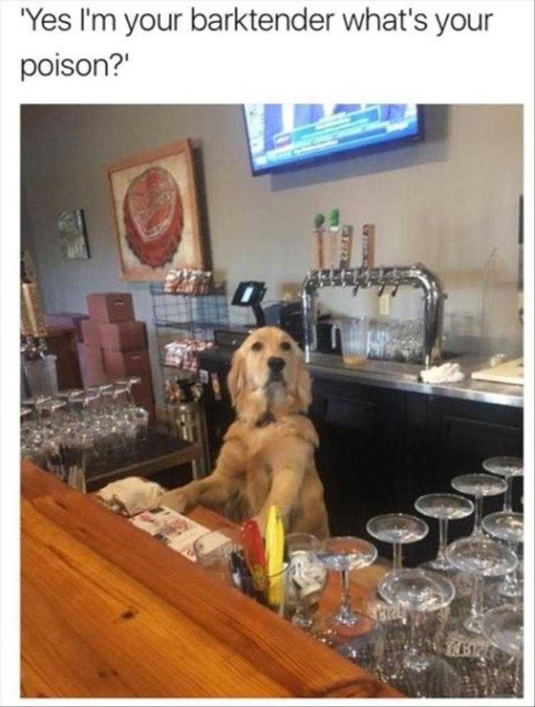 Super Funny Animal Photos Bailey's On The Rocks