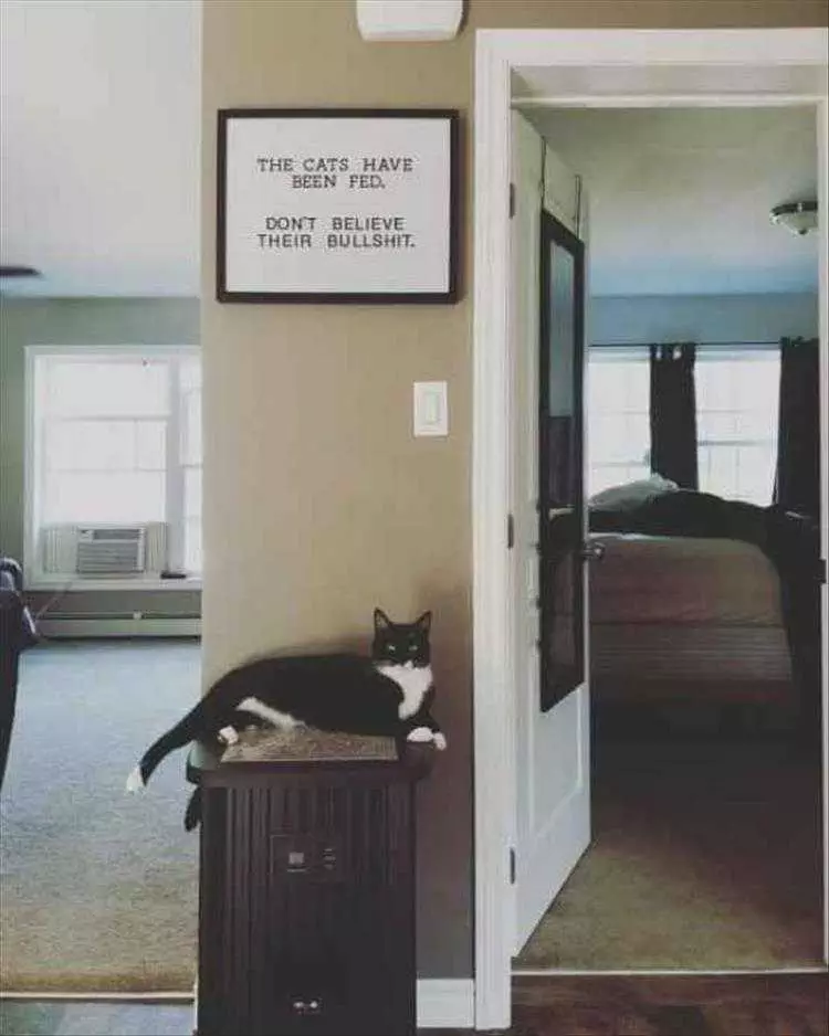 Super Funny Animal Photos If Cats Could Read