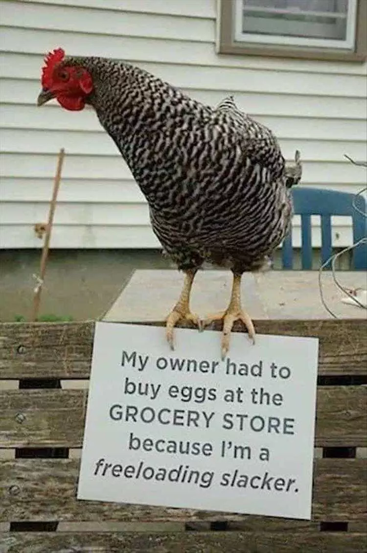  Funny Pictures Of Animals  Chicken Shaming