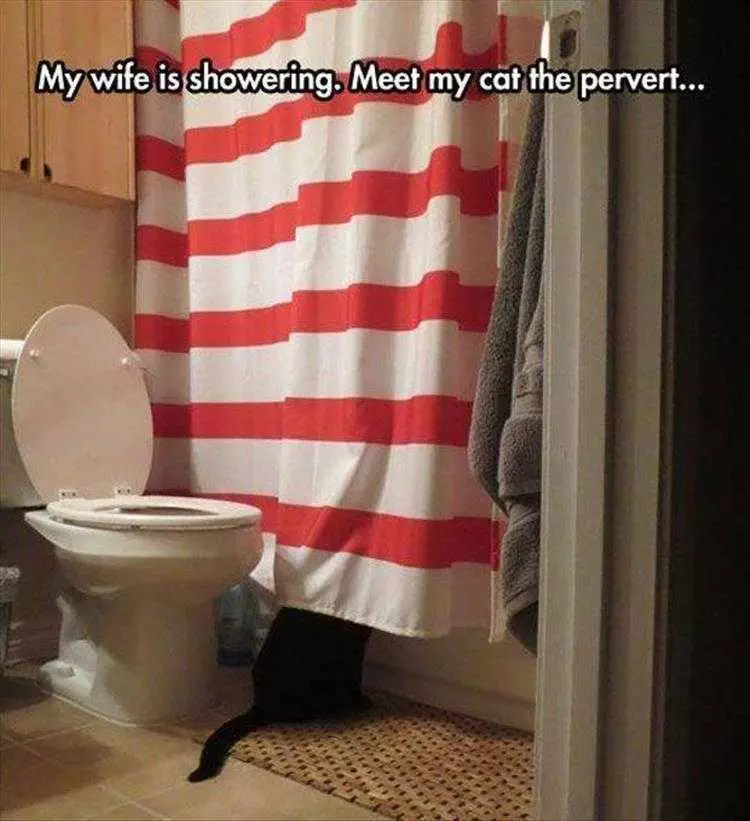 Funny Pictures Of Animals Peeping Tom