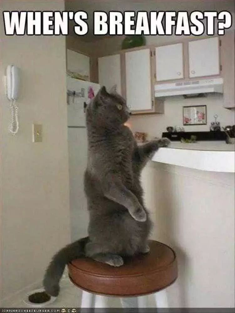 Humorous Pet Pictures Waiter!?