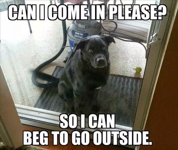 Humorous Pet Pictures Just Waiting To Pull That Stunt