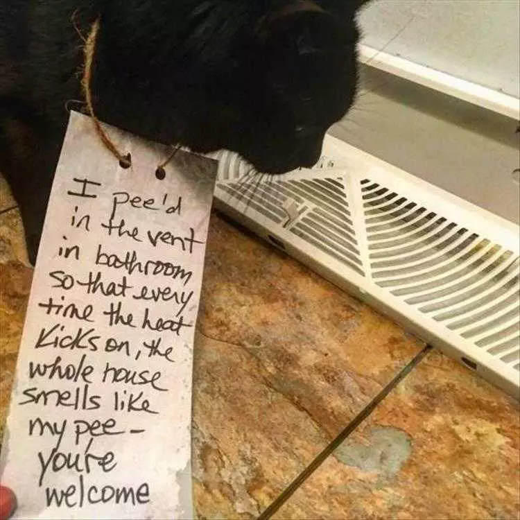 Humorous Pet Pictures  Cat Shaming