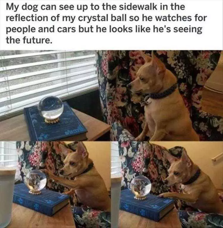 Lol Animal Pics The Future Is Now
