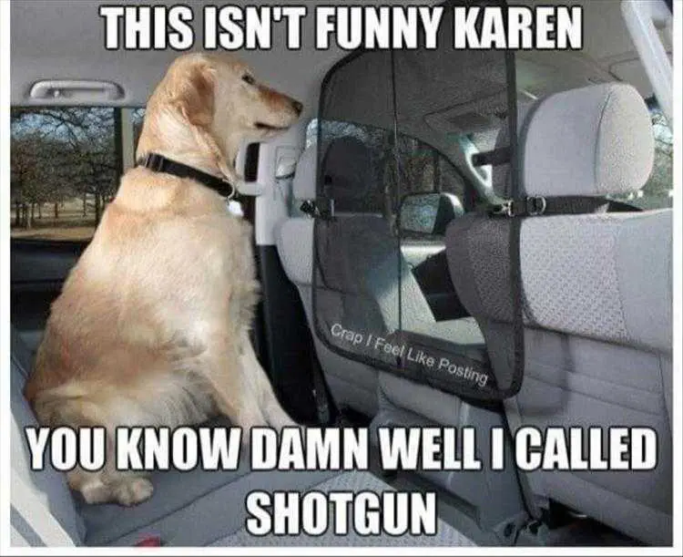 Animal Memes Picture Not Funny