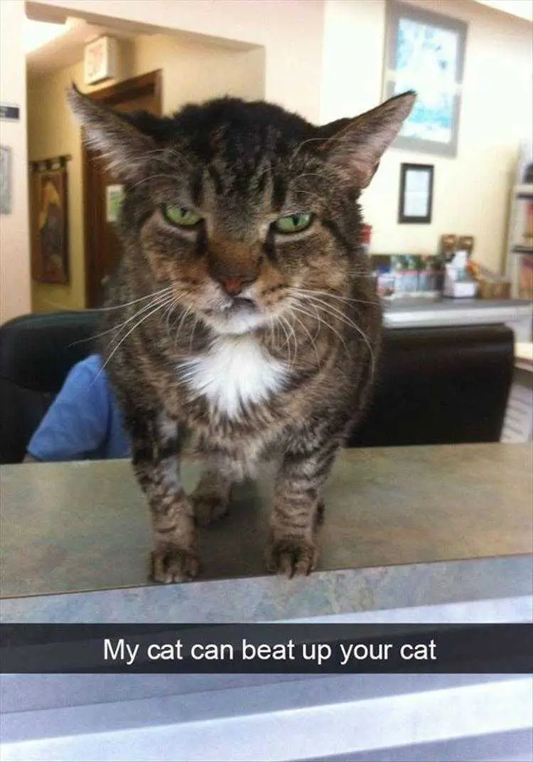 Animal Memes Pictures Just Try Me