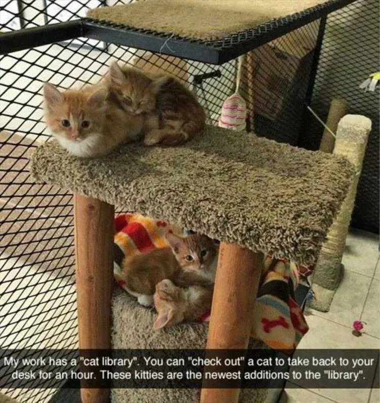 Animal Memes Pictures Cat Library