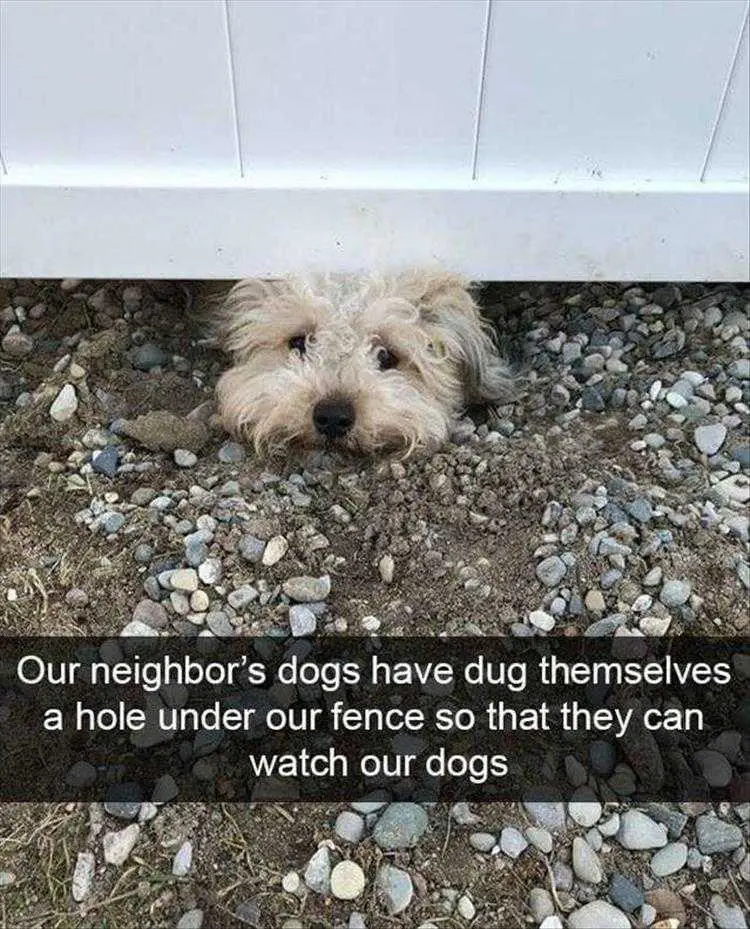 Animal Memes Pictures A Real Peeping Tom