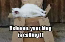 Animal Memes Pictures  The Cardboard Throne