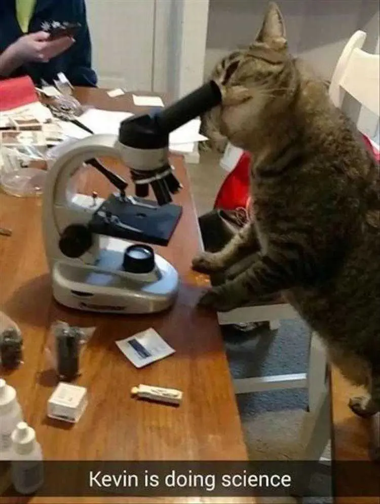 Animal Memes Pictures Magnifying The Smell