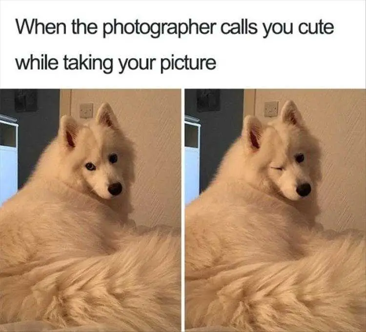 Animal Memes Pictures Wink Time