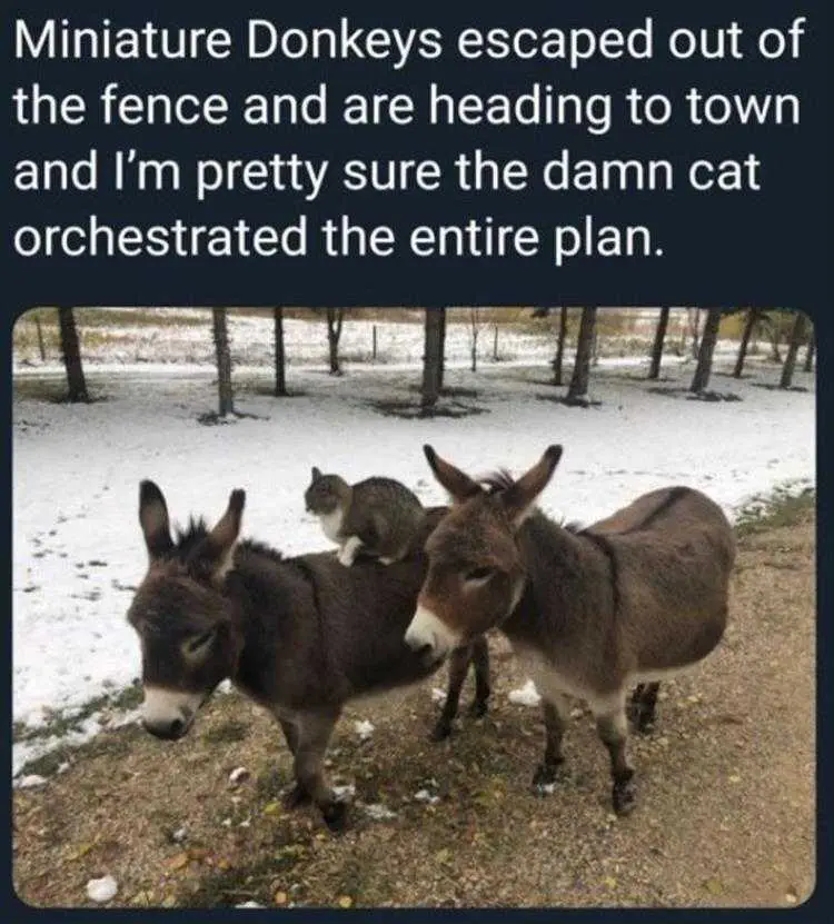 Animal Memes Pictures Master Plan