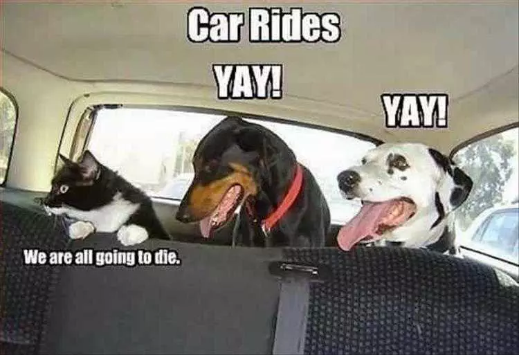 Comical Pet Pictures Optimistic And Pessimistic Pets