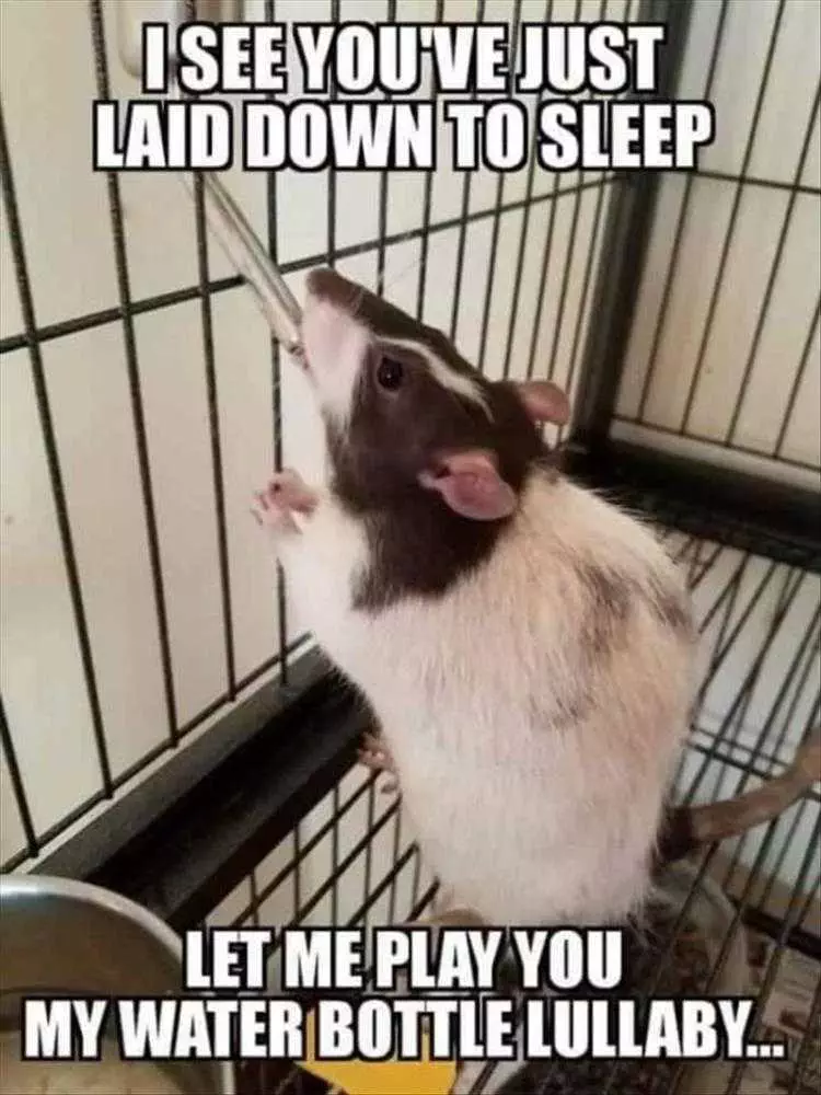 Comical Animal Pictures Water Bottle Lullaby