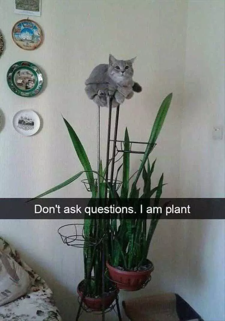 Comical Cat Pictures Acrocat