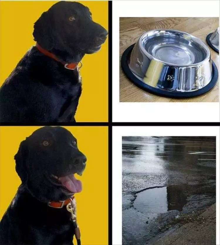 Comical Animal Pictures Watering Bowl Or Hole