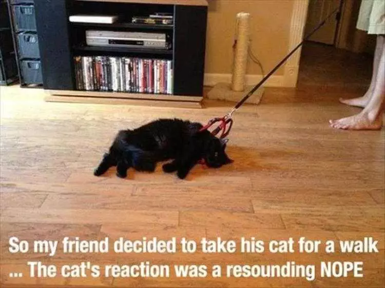 Comical Animal Pictures Cat Walk